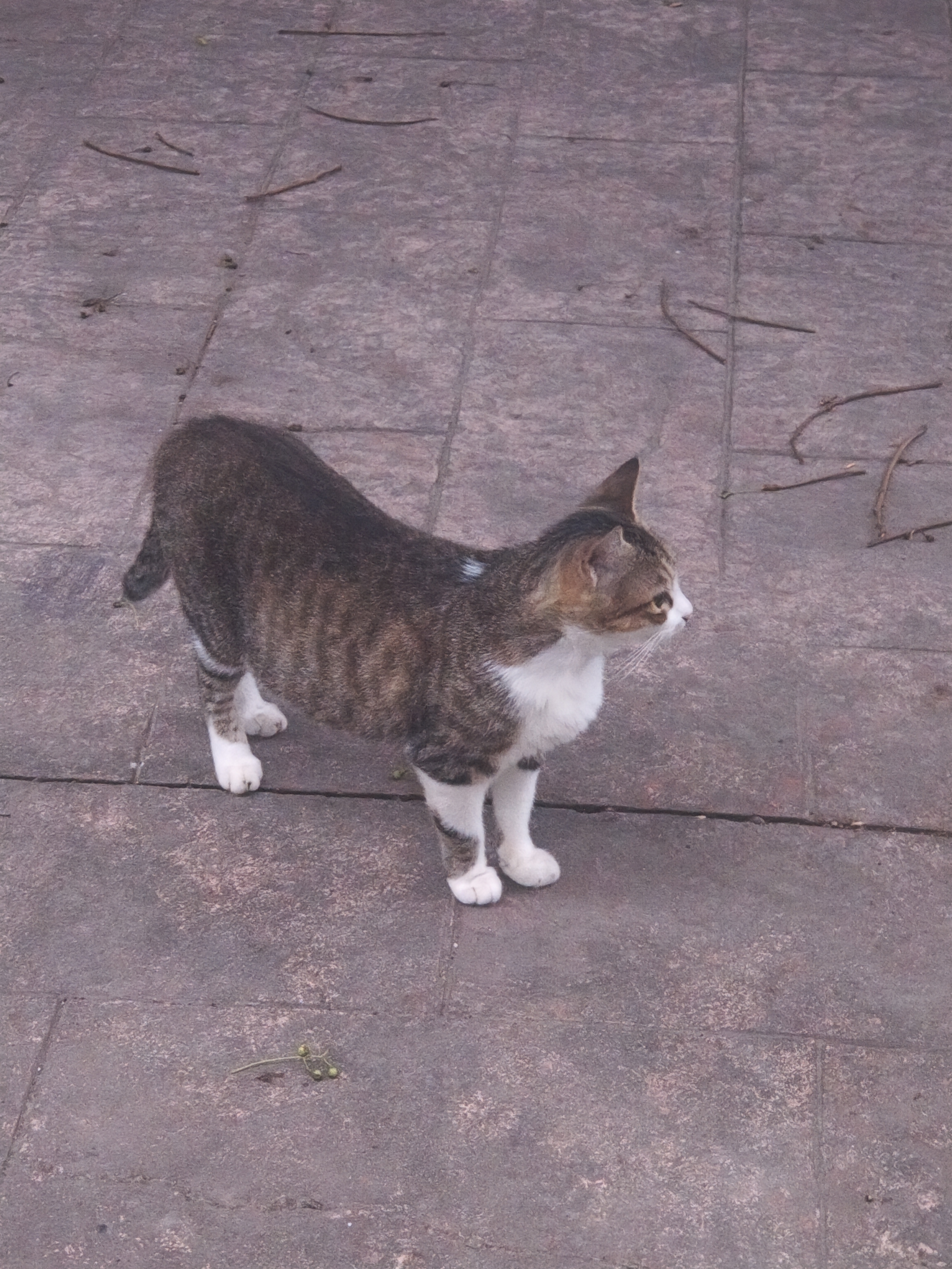 和猫在一起
